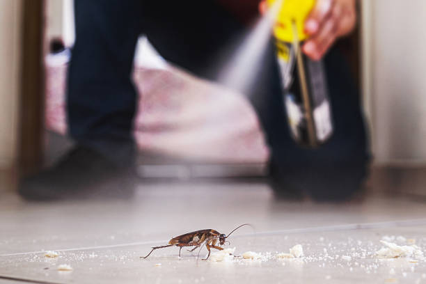 Best Affordable Pest Control Services  in Forest Heights, TX
